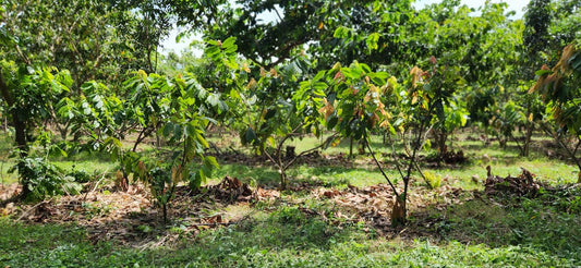 Finca El Tesoro's cacao plantation, Agroforestry plantation, unique genetics from Guatemala
