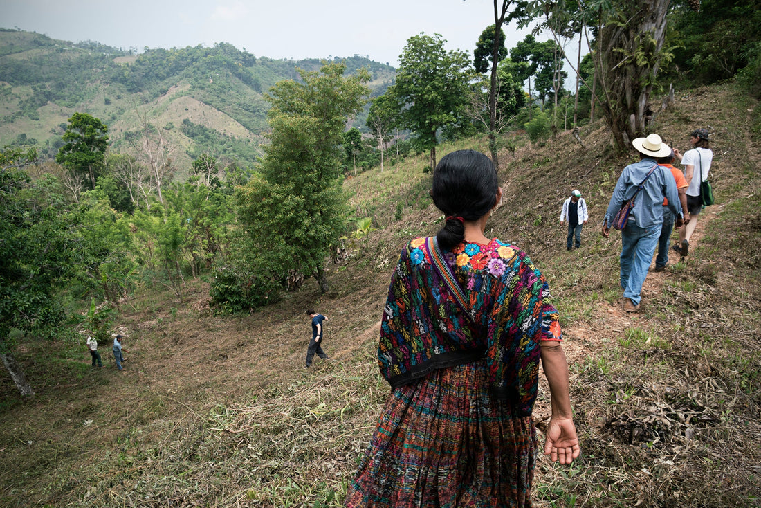 Small cacao farmers walking to the cacao plantation.