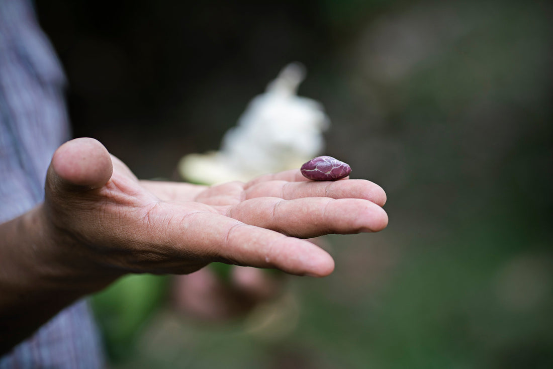 Why Is Chocolate Getting More Expensive? A Look at the Global Cacao Crisis