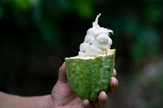 Maya Q’eqchí cacao farmer preparing fermented beans at origin in the Polochic Valley, Guatemala — showcasing traceability and post-harvest flavor development.