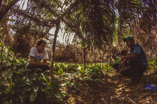 Three small-scale cacao producers from AJ ASIPASM cooperative working with Pablo Matute in the Polochic Valley, Alta Verapaz. The image captures the earthy environment and community-driven cultivation behind Guatemala's most impactful cacao origin