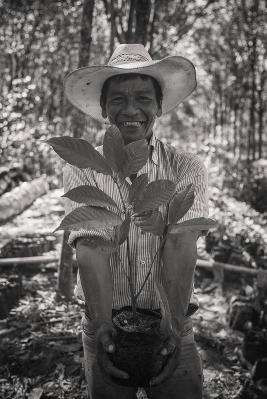 🌱 Kampura: Guatemala’s Award-Winning Organic Cacao Origin